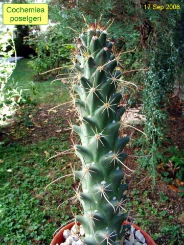 Cochemiea_ poselgeri 04